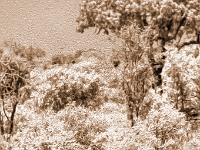 Park Krugera